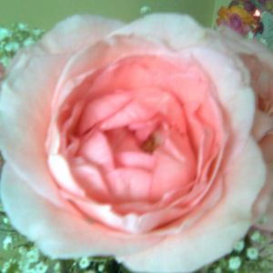 Meet your Posher, Irma